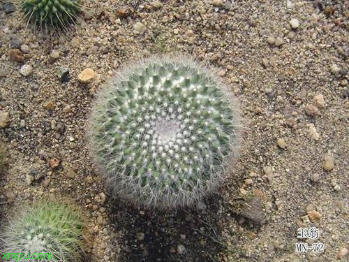 玉翁:
花卉玉翁图片资料