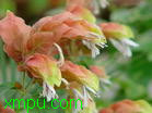 虾衣花:【别名】：