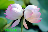 并蒂莲花 并蒂莲花:
花卉并蒂莲花图片资料
