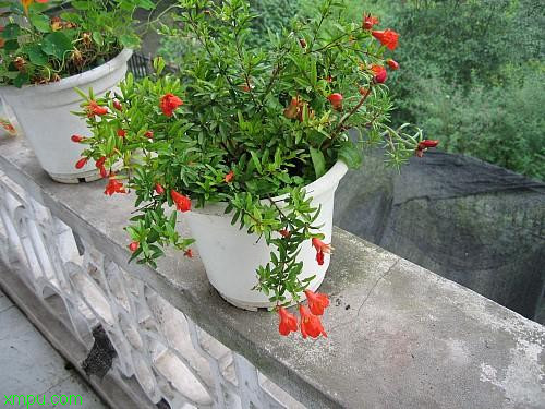 月季石榴:

花卉月季石榴图片资料