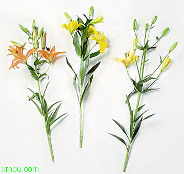 荷兰百合:

花卉荷兰百合图片资料