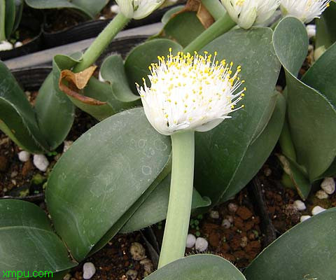白花虎耳兰 虎耳兰:
花卉虎耳兰图片资料