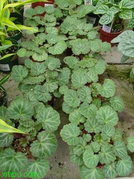 虎耳草:地理分布