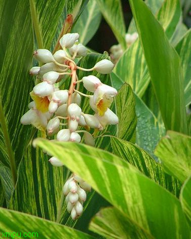 花叶艳山姜:
花卉花叶艳山姜图片资料