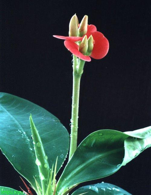 刺梅花:

花卉刺梅花图片资料