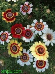 花环菊:
花卉花环菊图片资料