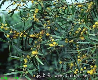 台湾相思树:

花卉台湾相思树图片资料