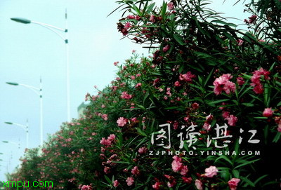 夹竹桃:形态特征