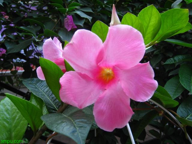 飘香藤:
花卉飘香藤图片资料