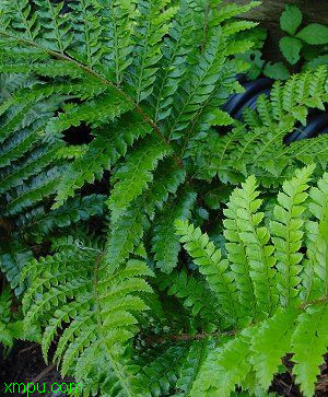 铁线蕨:

花卉铁线蕨图片资料