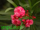 夹竹桃:

花卉夹竹桃图片资料