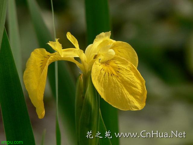 黄菖蒲:

花卉黄菖蒲图片资料