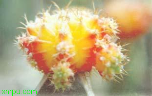 绯牡丹:
花卉绯牡丹图片资料