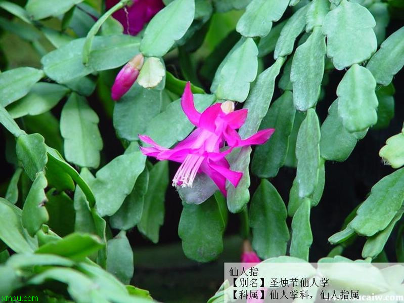 粉色仙人指的花与叶 蟹爪兰:附生植物