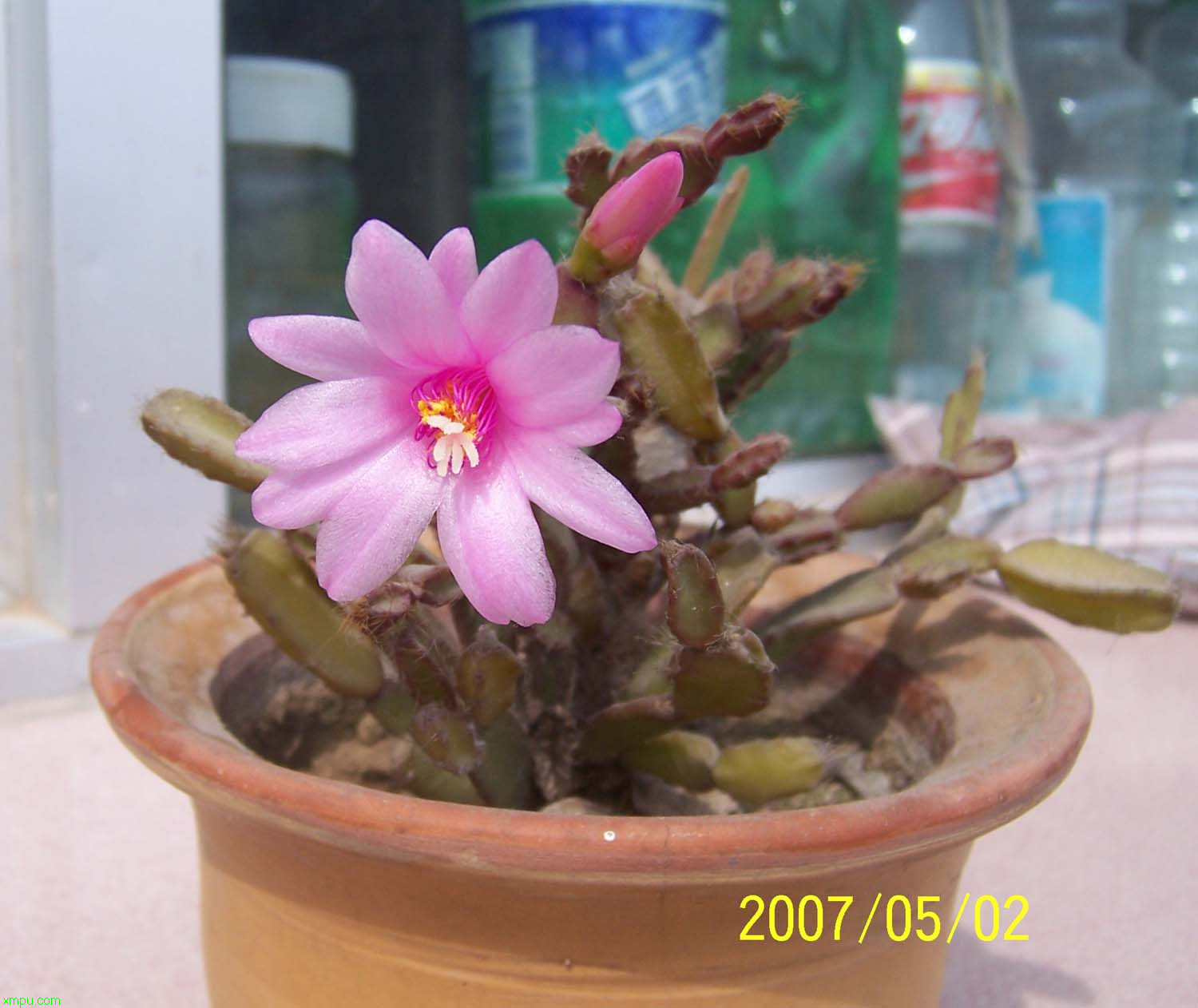 粉红色落花之舞的花与叶 蟹爪兰:附生植物