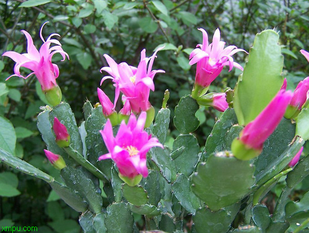 蟹爪兰:

花卉蟹爪兰图片资料