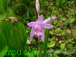 白芨:

花卉白芨图片资料