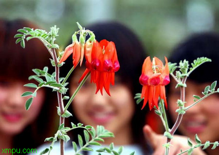 吉祥鸟:

花卉吉祥鸟图片资料
