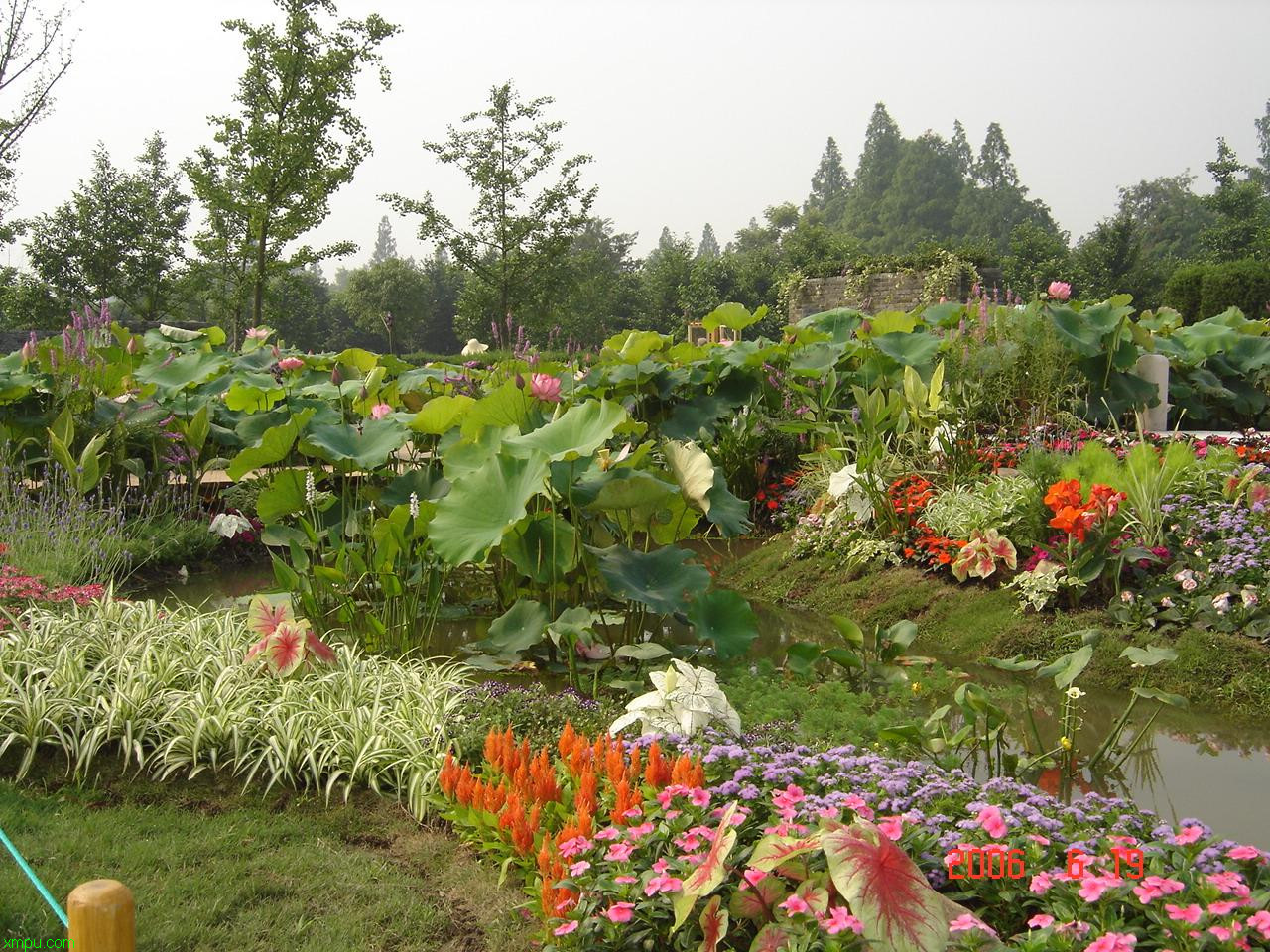 水生花卉:

花卉水生花卉图片资料
