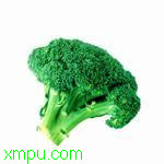 西蓝花:

花卉西蓝花图片资料