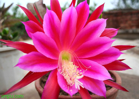 各种品种的昙花 昙花:基本资料
