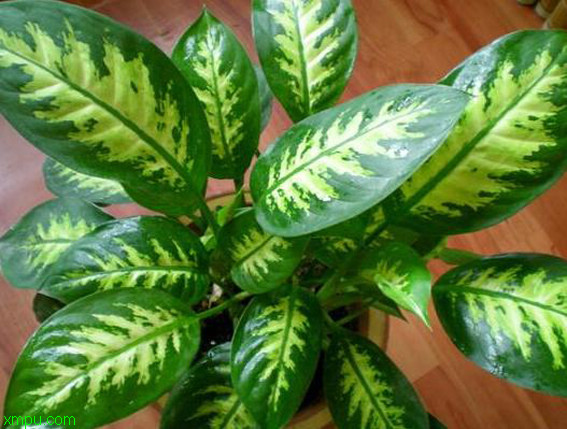 花叶万年青:

花卉花叶万年青图片资料
