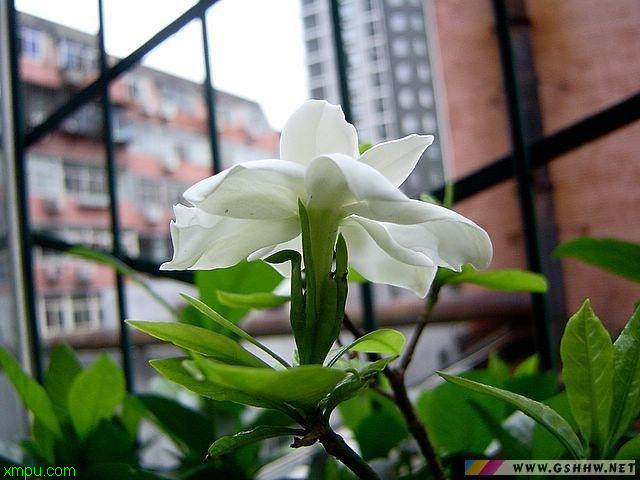 大花栀子:
花卉大花栀子图片资料