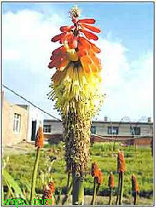 火炬花:

花卉火炬花图片资料