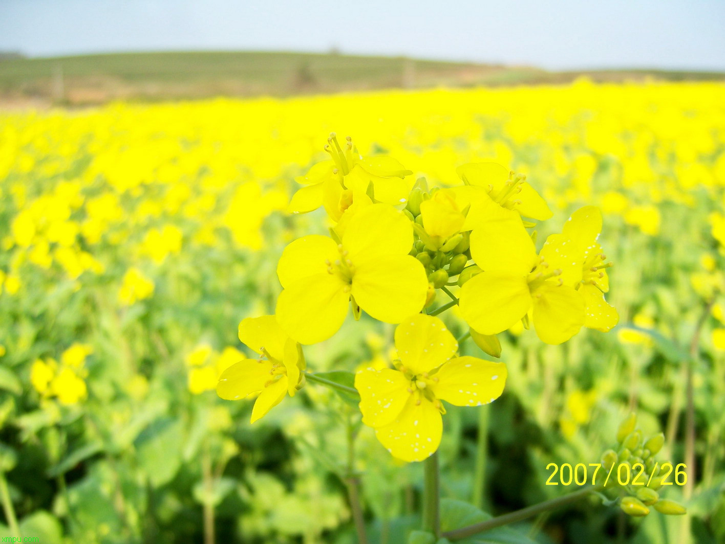 油菜花形态特征