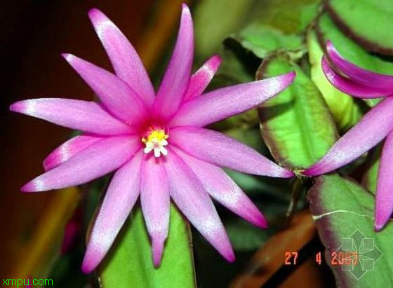 假昙花:科属：