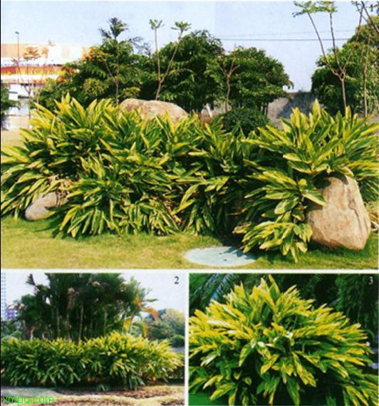 花叶良姜:

花卉花叶良姜图片资料