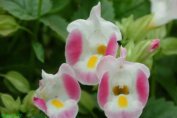 夏堇:
花卉夏堇图片资料