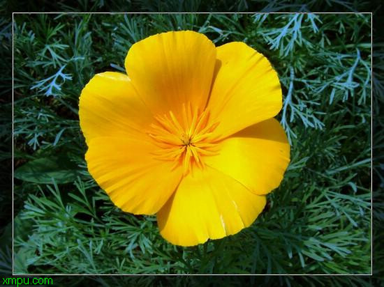 花菱草:

花卉花菱草图片资料
