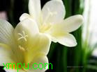 晚香玉:

花卉晚香玉图片资料