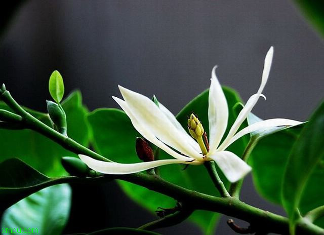 白兰花:形态特征