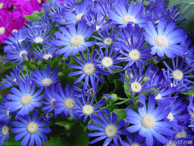 瓜叶菊:【妖精之花】