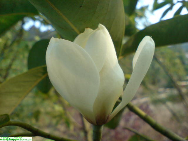 深山含笑:植物信息