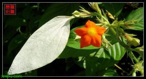 白纸扇:

花卉白纸扇图片资料