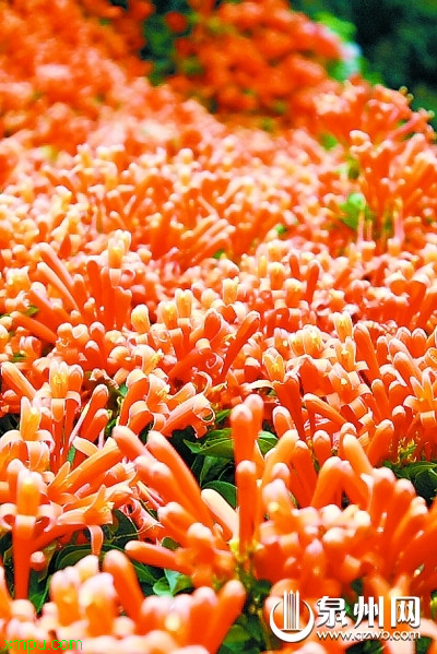 炮仗花景观 炮仗花:【景观用途】