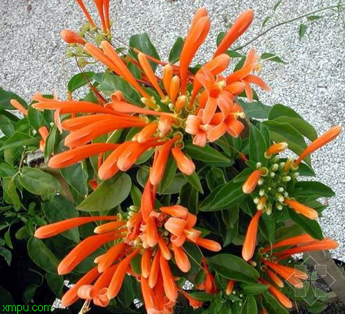 炮仗花 炮仗花:【基本资料】