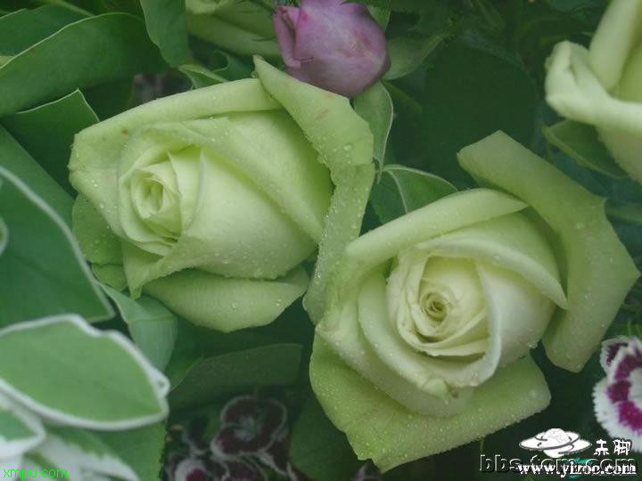 绿玫瑰:
花卉绿玫瑰图片资料