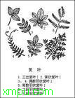 羽状复叶:

花卉羽状复叶图片资料