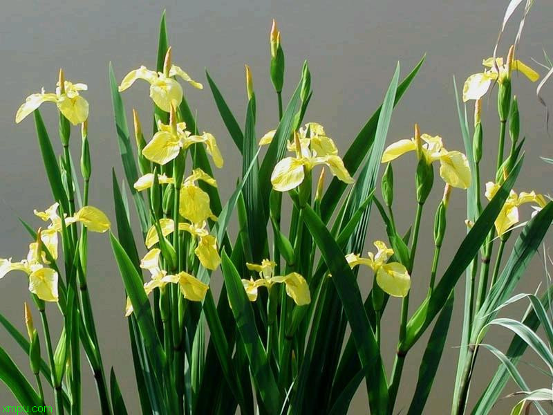 黄花鸢尾:
花卉黄花鸢尾图片资料