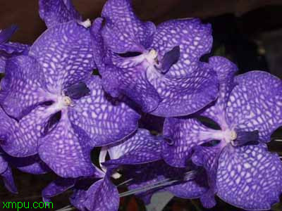 胡姬花:

花卉胡姬花图片资料