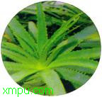 开普芦荟:

花卉开普芦荟图片资料