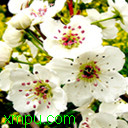 樱花草:
花卉樱花草图片资料