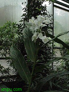 姜花:

花卉姜花图片资料