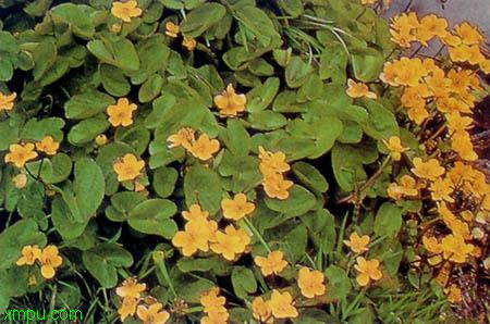 铜钱草:
花卉铜钱草图片资料