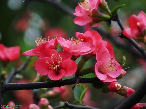海棠花 海棠花:
花卉海棠花图片资料