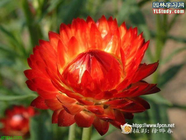 麦杆菊:

花卉麦杆菊图片资料